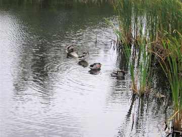 Sackville Ring Neck Ducks