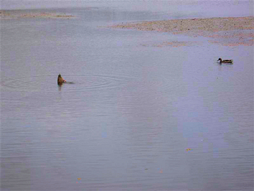 Sackville Red Winged Teal Ducks