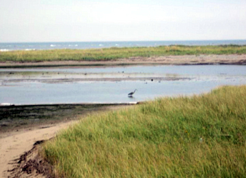 Heron at Kouchibouguac