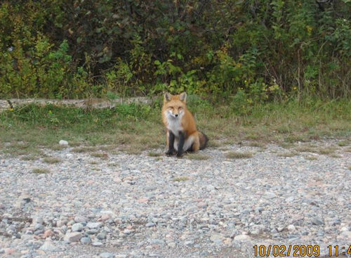 Irving Nature Park and Fox