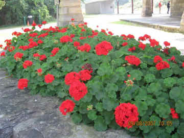 Lenox Station Museum Flowers